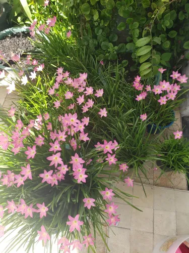 3 unidades bulbo de planta de juquinho lirio dos ventos - rosa