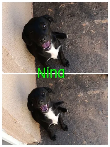 Doa cachorra fêmea