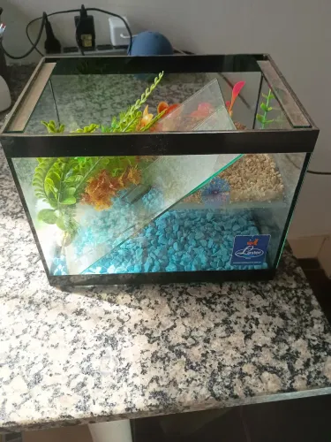Aquário pequeno c/ terrari 