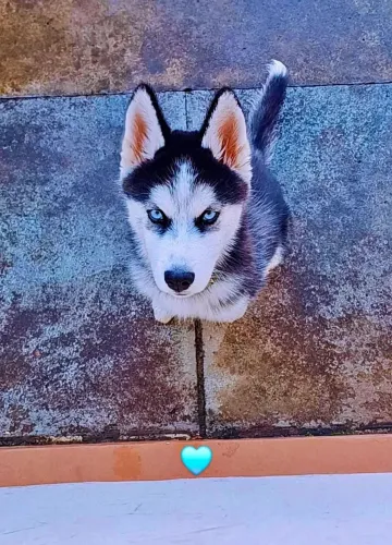 Vende-se husky siberiano
