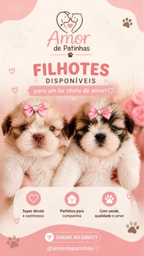 Filhote de Shitzu fêmea