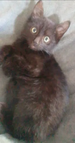 Doação de gatinha de 70 dias
