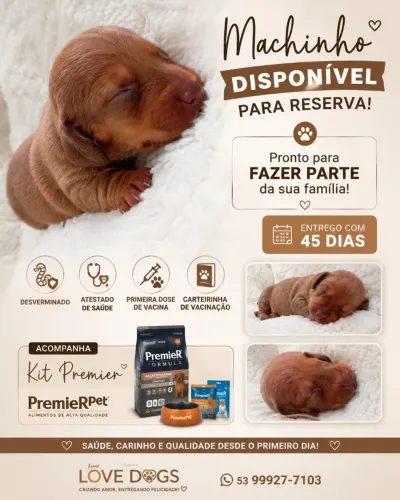 Linguicinha (duschund)