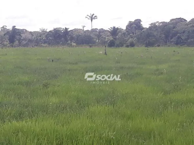 FAZENDA À VENDA BR-319 | 60 KM DE PORTO VELHO