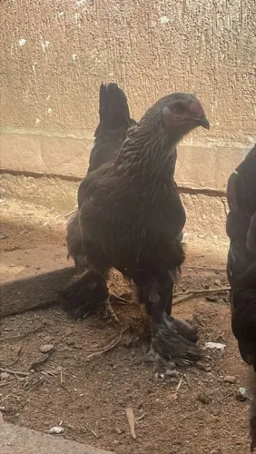 Galinha e galo Brahma