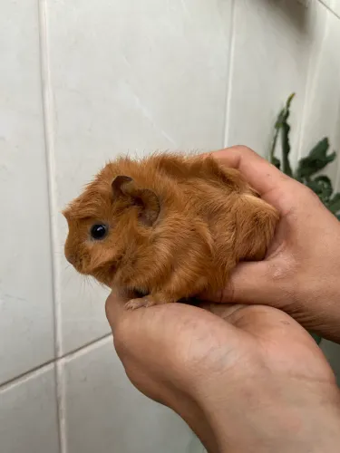 Porquinho da india