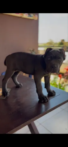 Filhote Fêmea Cane Corso