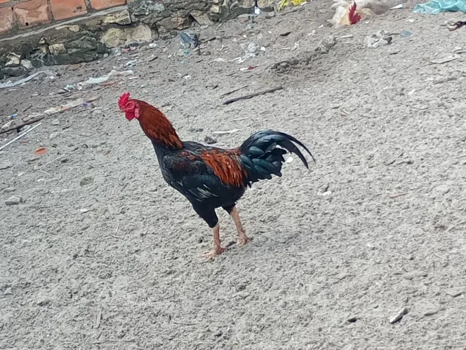 Galo