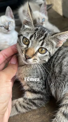 Doação de filhotes de gatos.