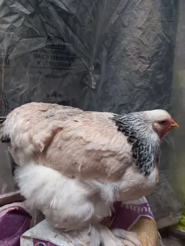 Galinha Brahma isabele e Light 