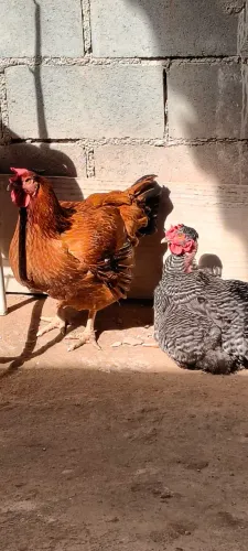 Galinha caipira