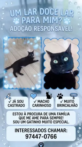 Gato castrado 