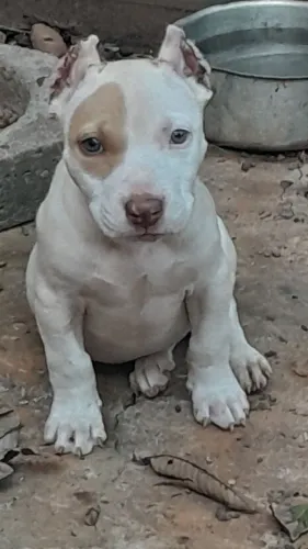 Pitmonster fêmea 