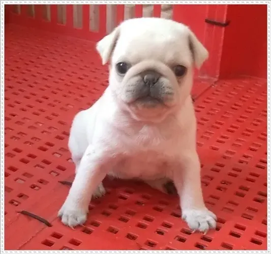Filhote Pug Branca, Fêmea. Com Pedigree. (Não é albina)