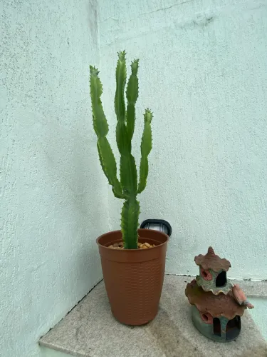 Vaso de plantas