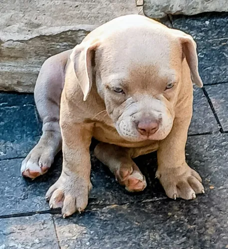 Filhote femea american bully, pedigree