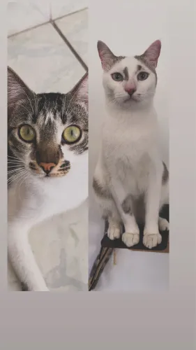 Doação gatos
