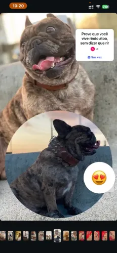 Buldogue francês exótico cor Merle