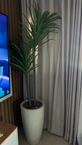 Planta ornamentação