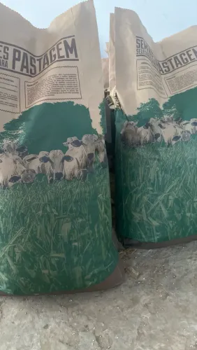 Semente de capim / braquiarão