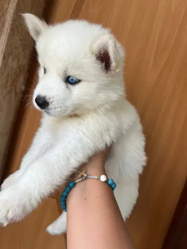 Vendo husky siberiano 2 fêmea 