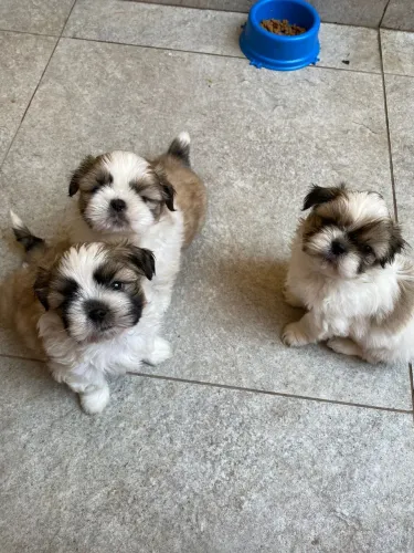 Mini shih tzu puros fêmeas e machos pedigree