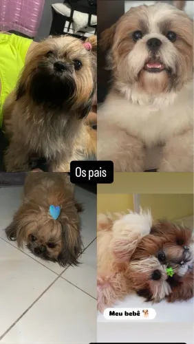 Filhote de cachorro da raça shih tzu