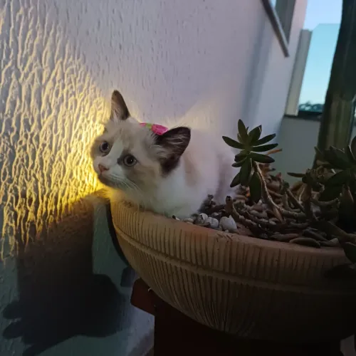Filhote gato persa