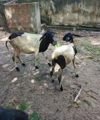 Ovelha e borrega 