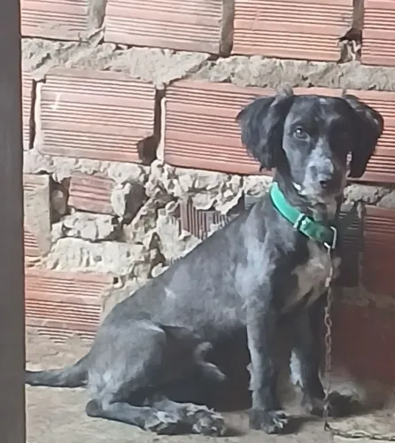 Doação de Poodle 