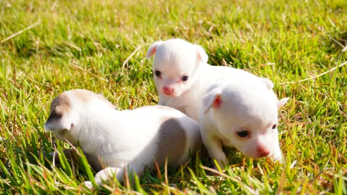 Filhote Chihuahua