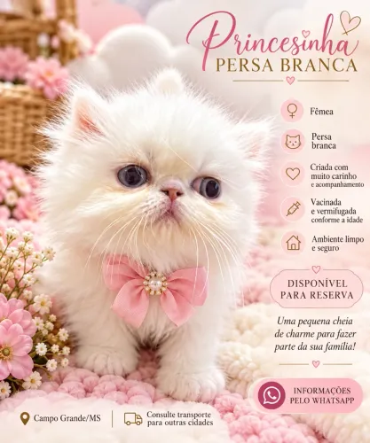 Persa branca s