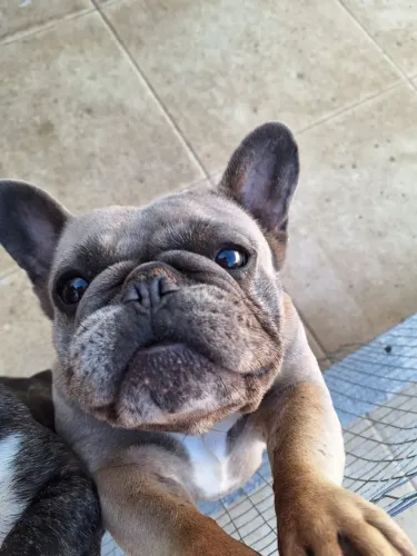Bulldog Francês Fêmea 