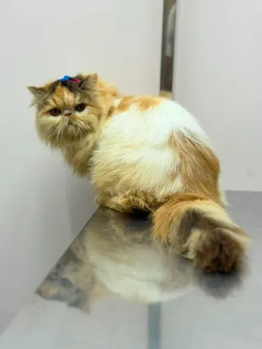 Gata persa show