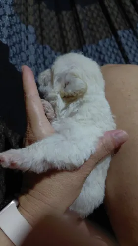 Cão filhote