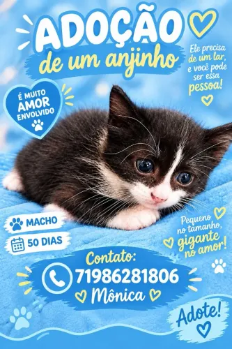 Adoção responsável filhote de gato macho 50 dias