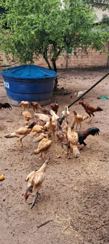 galinhas e galos
