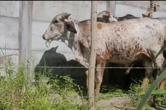 Vendo 9 Garrotes Mestiços
