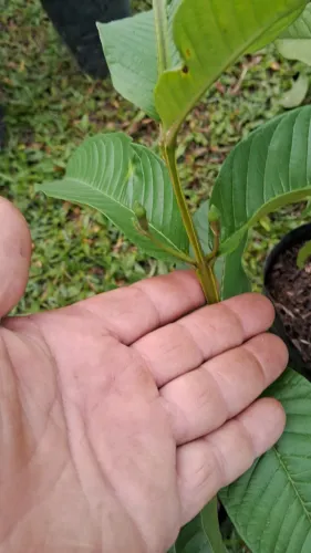 Mudas de árvores frutíferas 