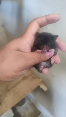 hamster sírio filhote à venda por r$ 40