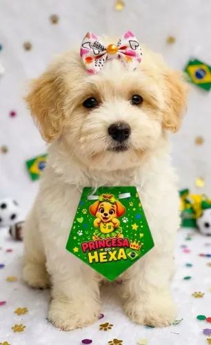 Laços Pet 