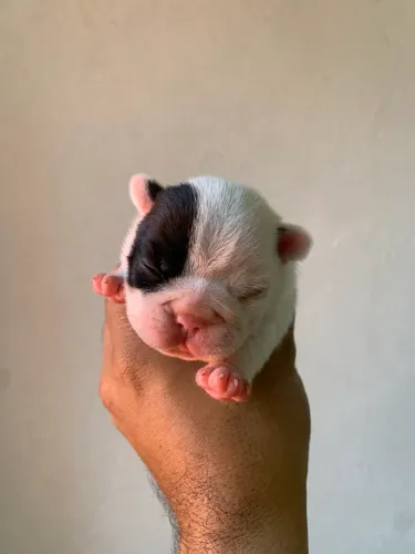Filhotes de Bulldog francês 