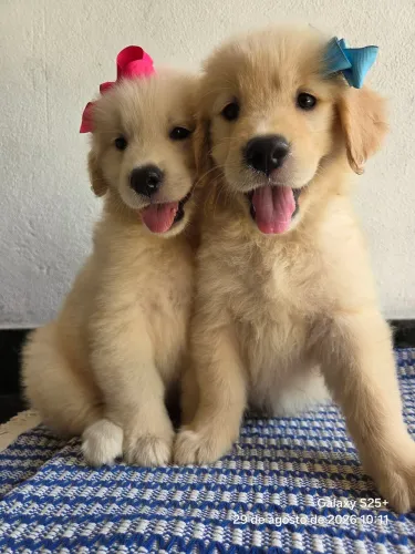Filhote Golden