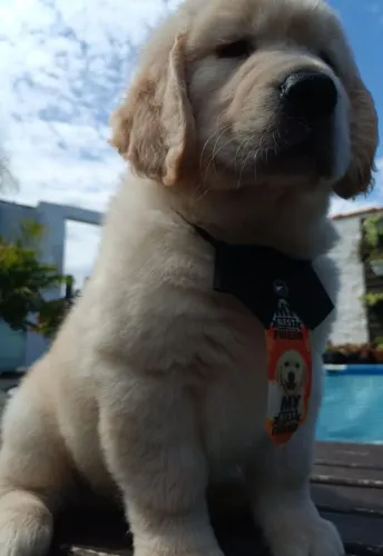 Golden Retriever disponível filhotes macho e fêmea 
