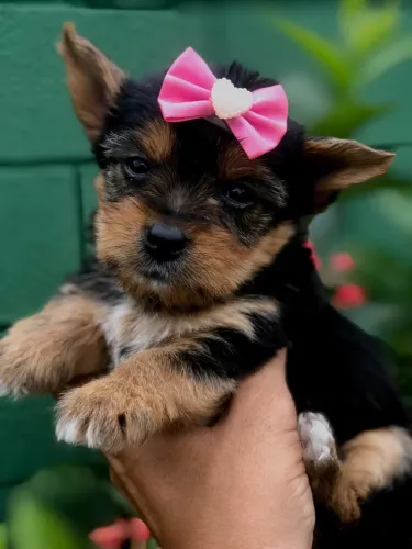 Yorkshire mini