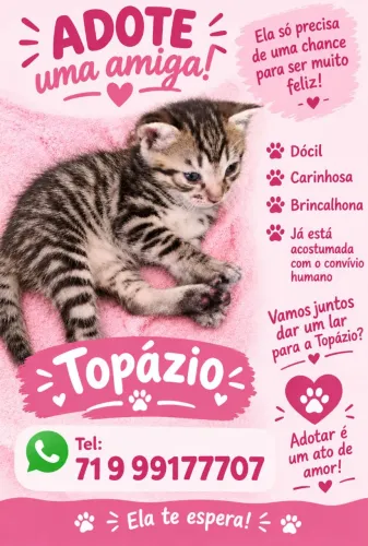 Adoção Gatinhos