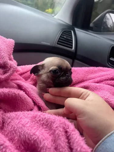 PROMOÇÃO PUG MINIATURA