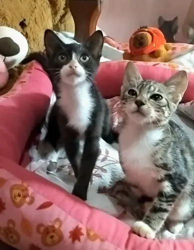 Doação gatas filhotes - 2 meses