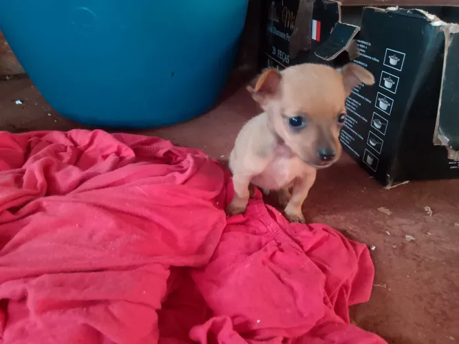 Pinscher macho n1