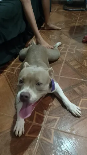 American bully femea